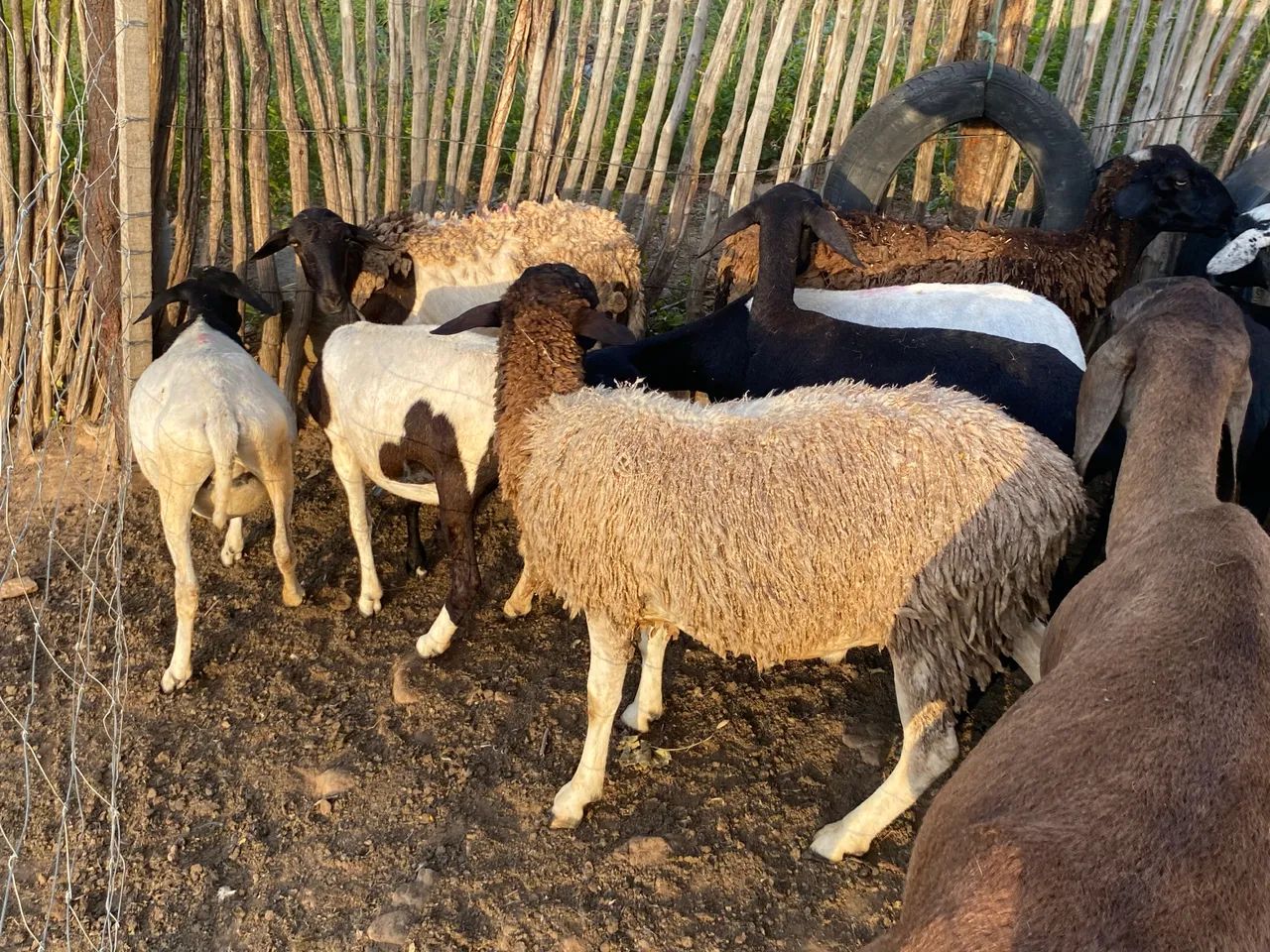 Borrego Dorper - Foto 2