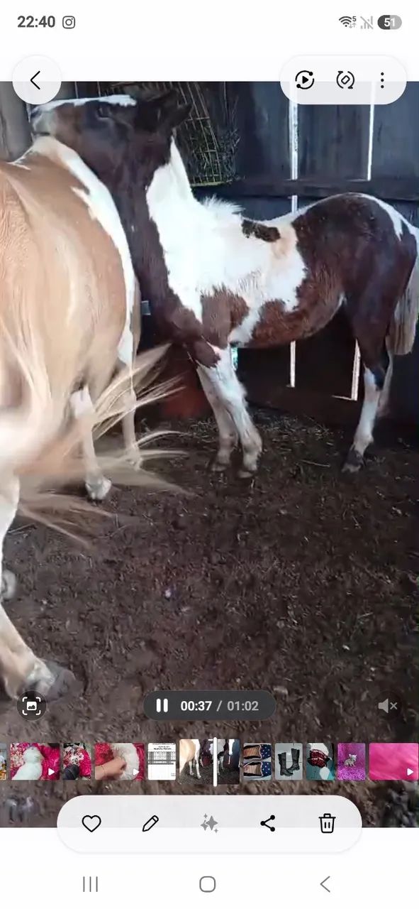 Cavalo crioulo - Foto 5