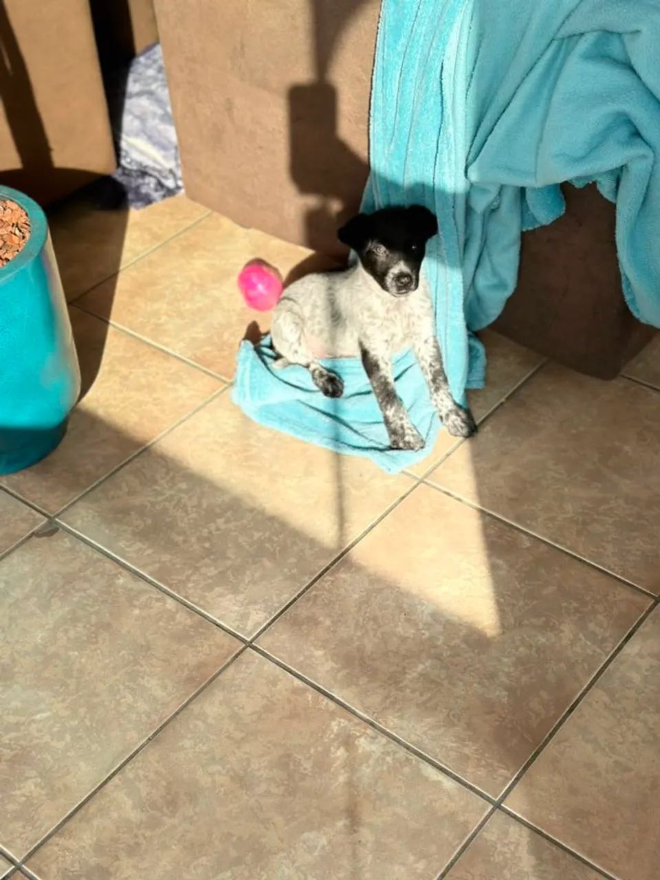 DOGUINHO PARA ADOÇÃO  - Foto 2