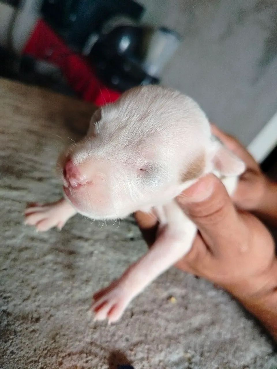 Pete's Pitbull  - Foto 2