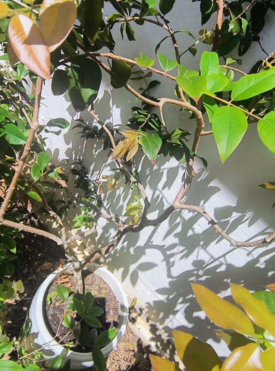 Jabuticaba  - Foto 3