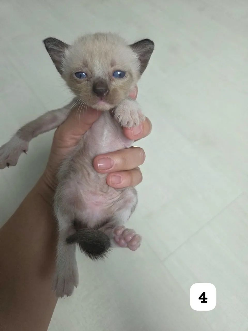 Adoção responsável  - Foto 2