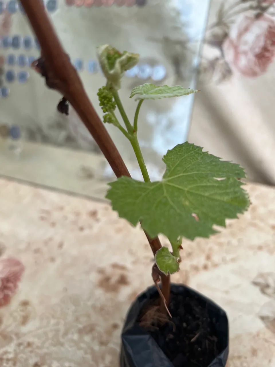 Frutíferas  - Foto 2