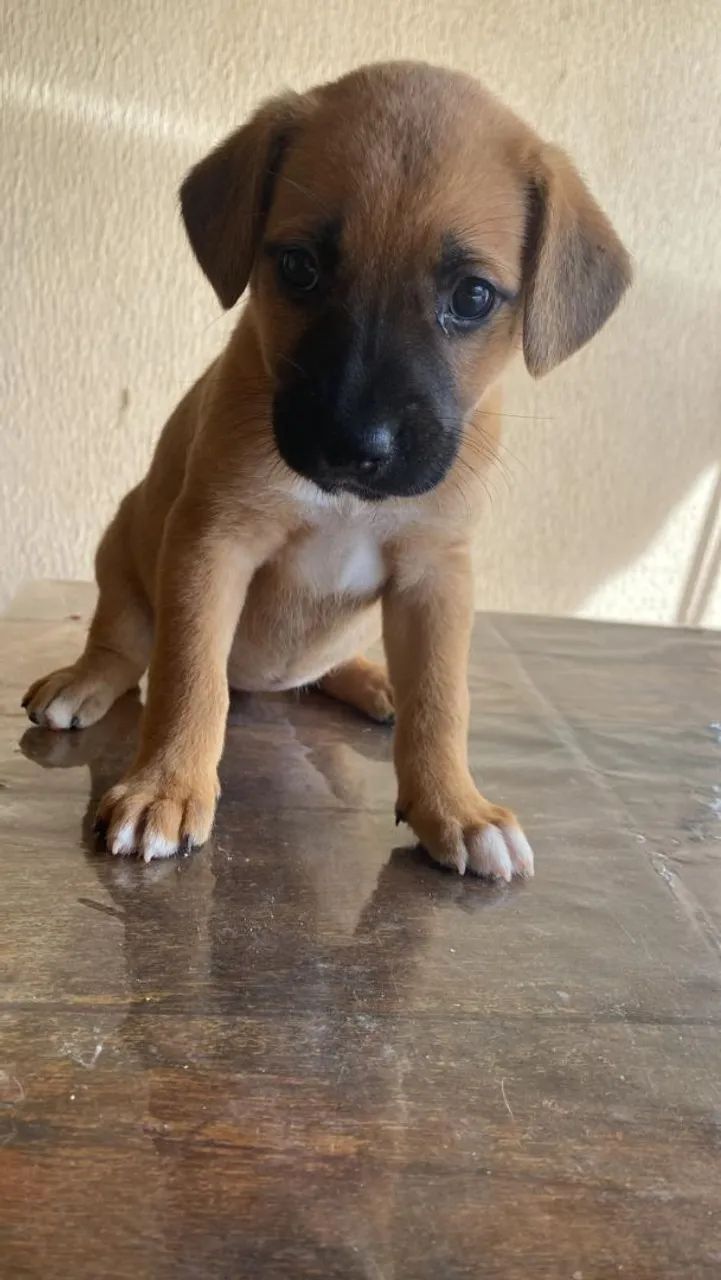 Cachorros para doação  - Foto 4