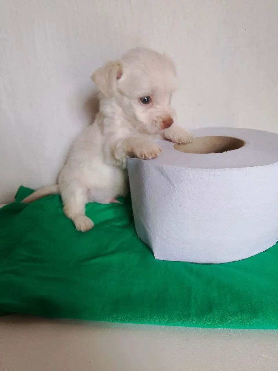 Vendo poodle toy original  - Foto 3