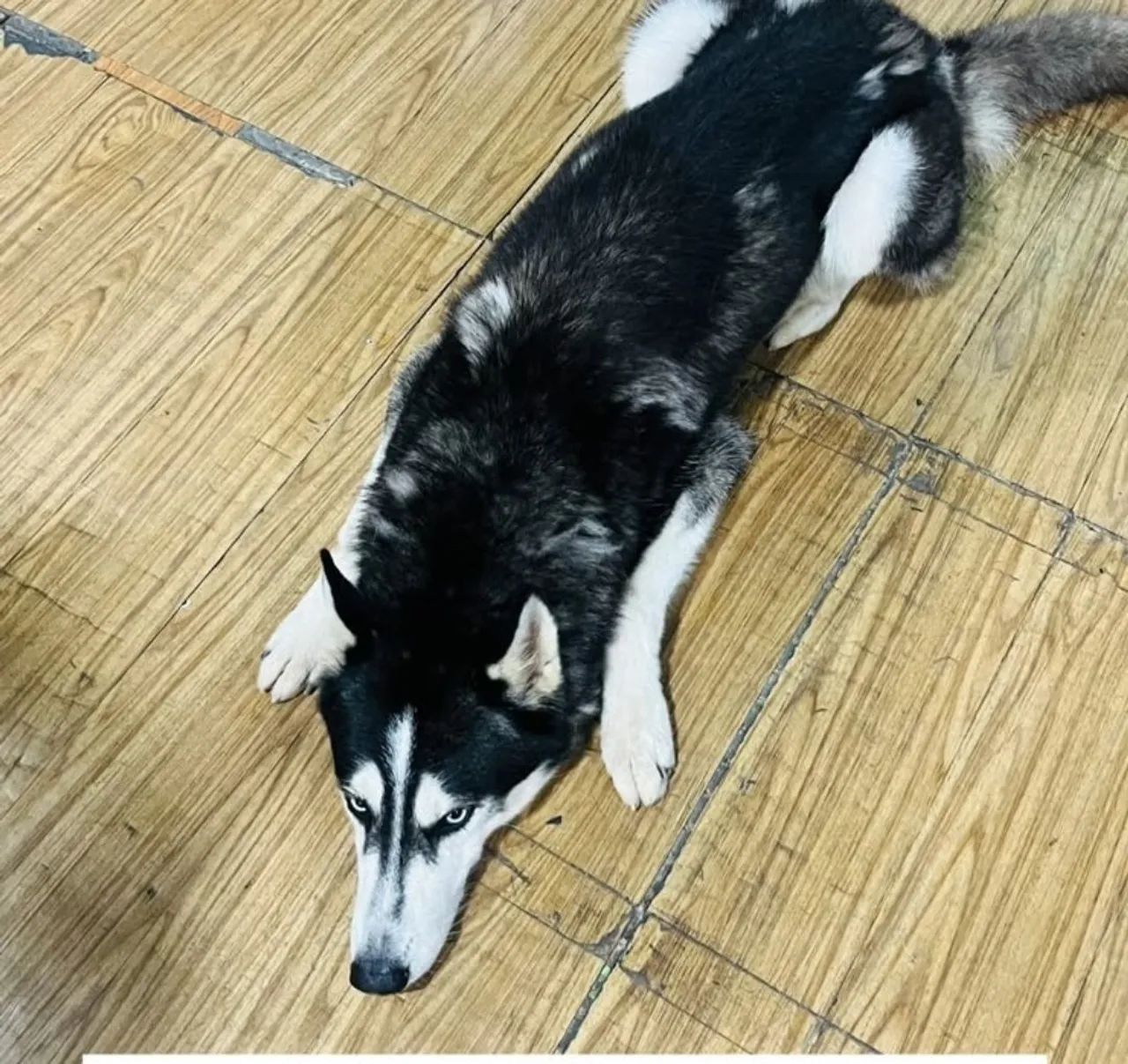 HUSKY SIBERIANO  - Foto 3