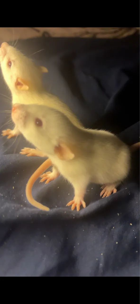 Rato Twister  - Foto 2