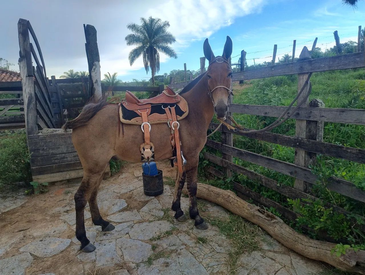 Cavalo - Foto 2