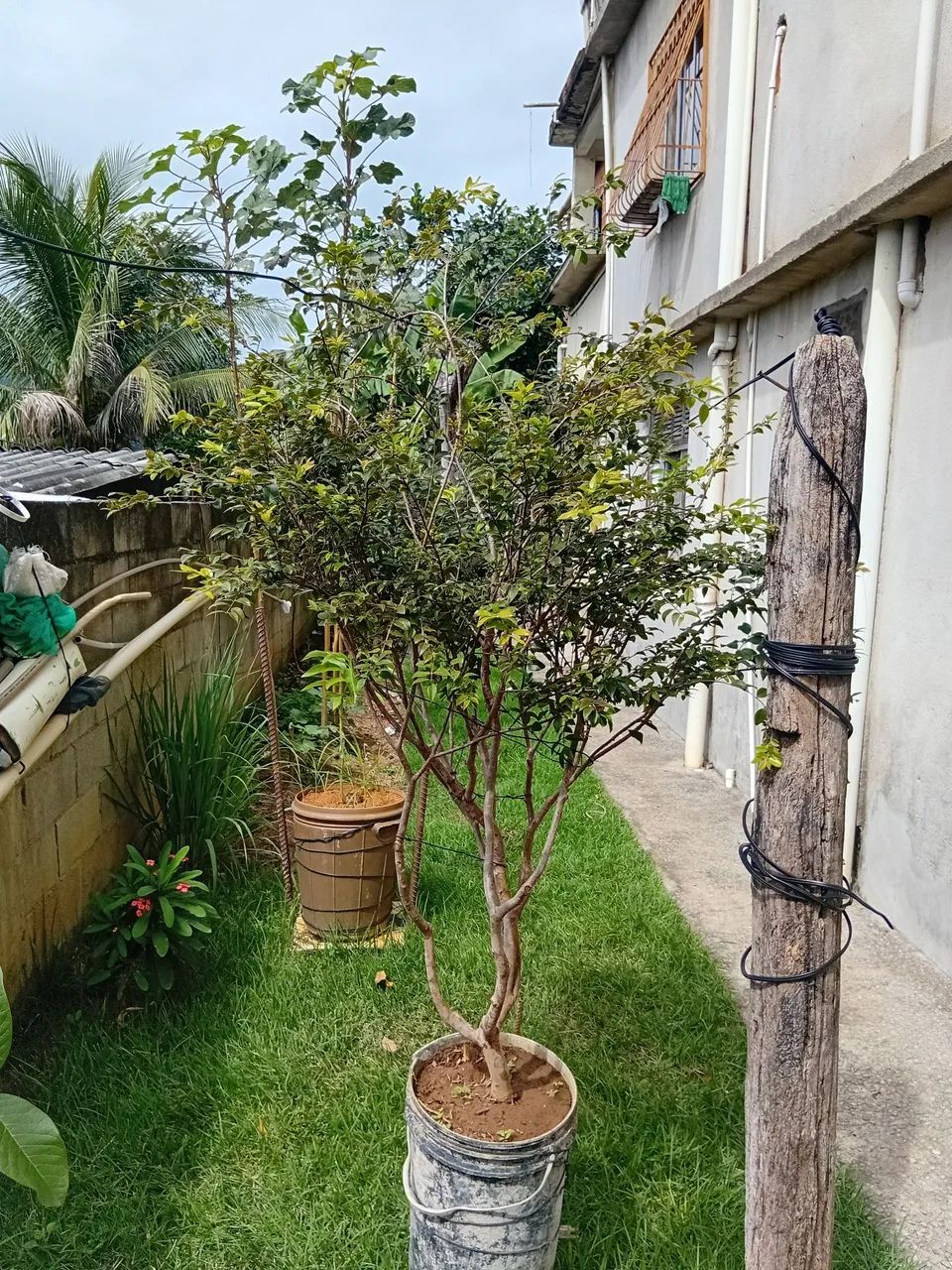 Jabuticaba sabara  - Foto 2