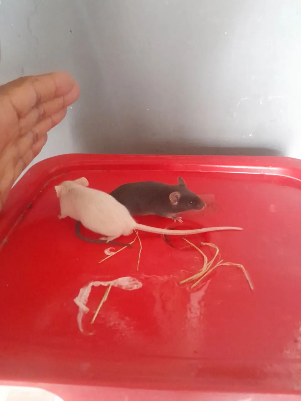 ? CAMUNDONGOS DE QUALIDADE PREMIUM - DISPONÍVEIS AGORA! ? - Foto 5
