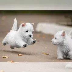 West Terrier Branco Pelo Lindo