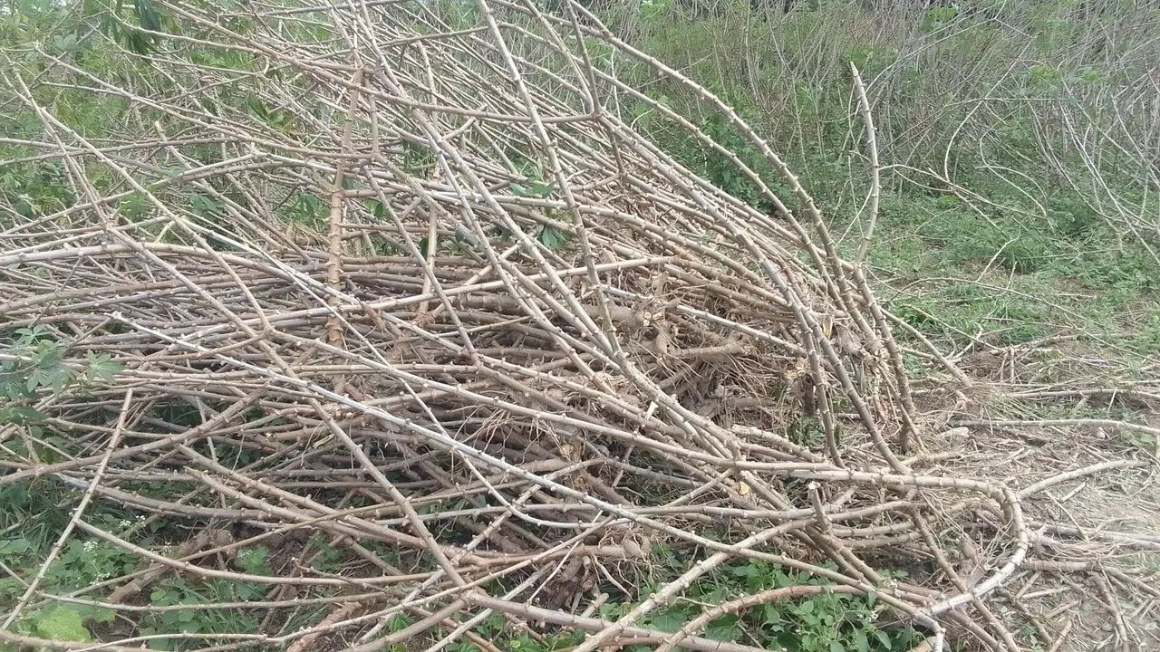 Rama da amarela e da branca - Foto 3