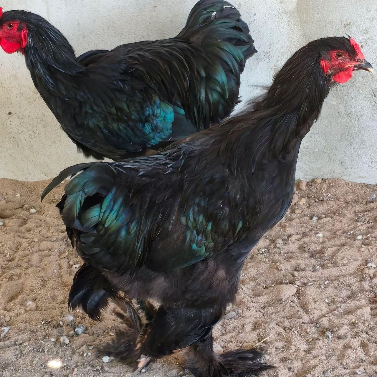 Galo, Frango Brahma 