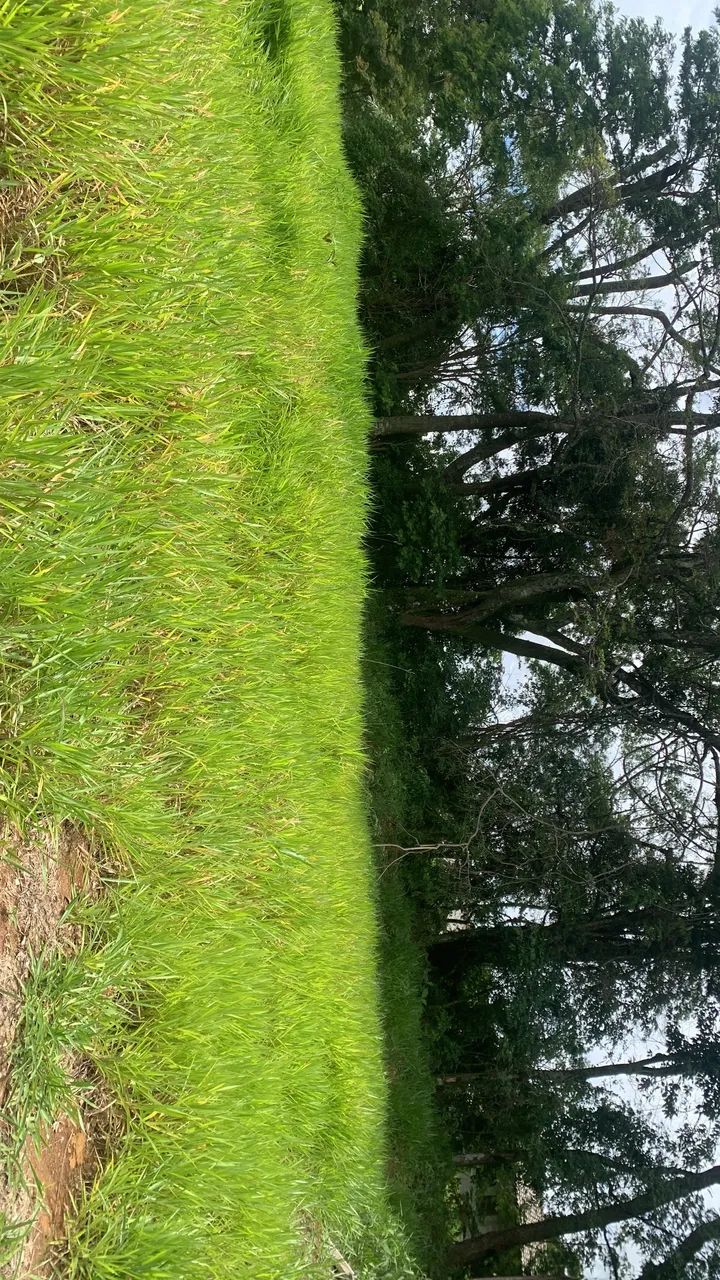 Vendo terreno pinhalzinho - SP - Foto 2