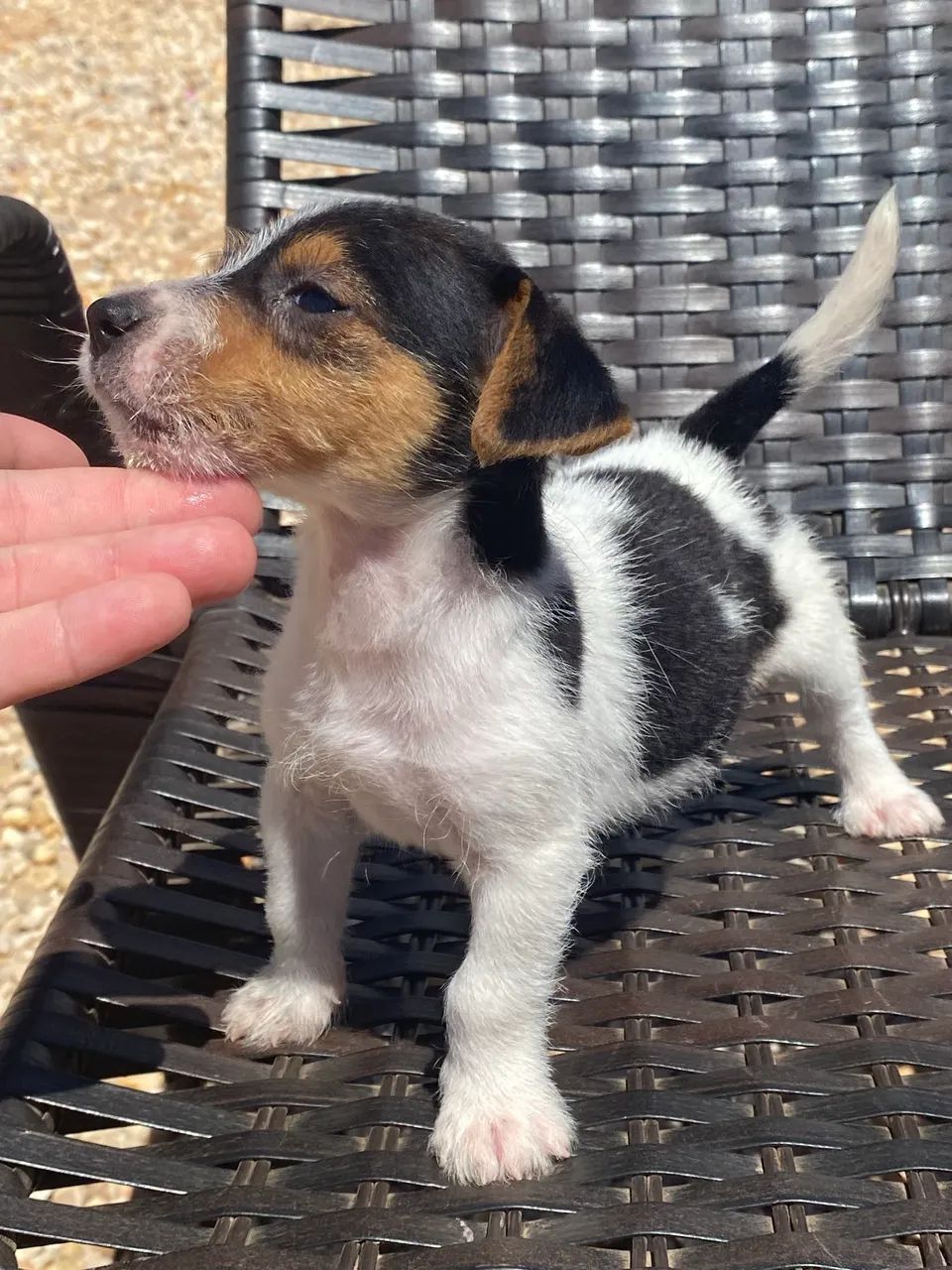 Jack russel terrier - Foto 3
