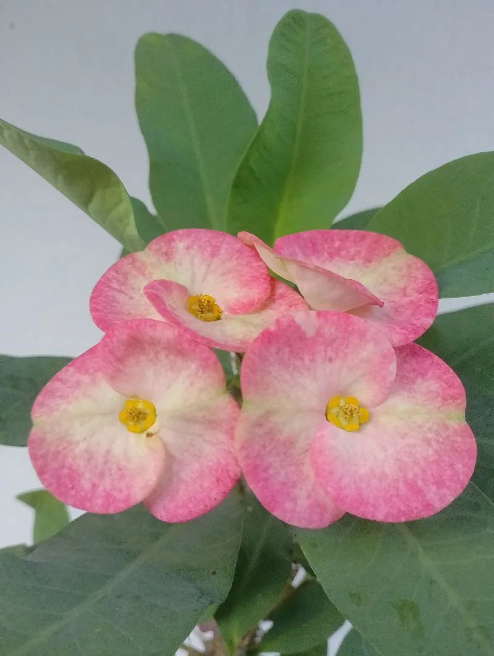 Miliana  - Foto 3