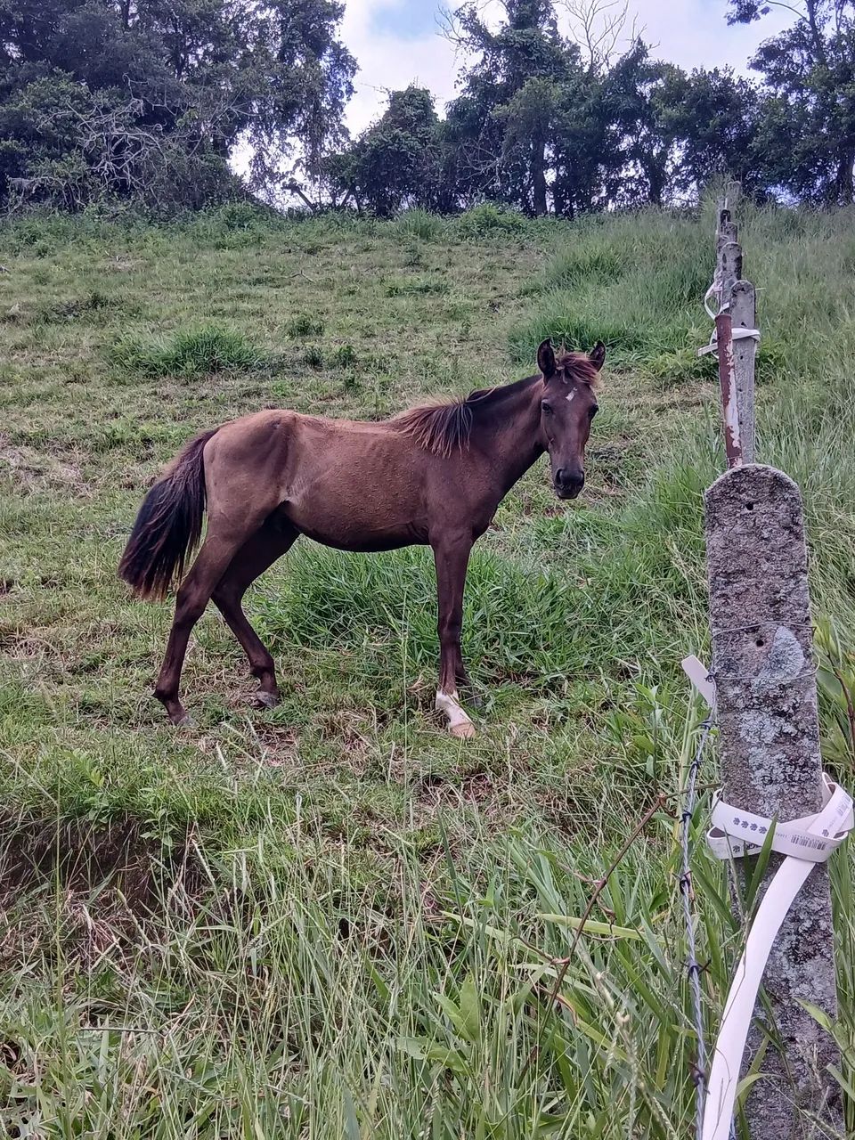 Potranco - Foto 2