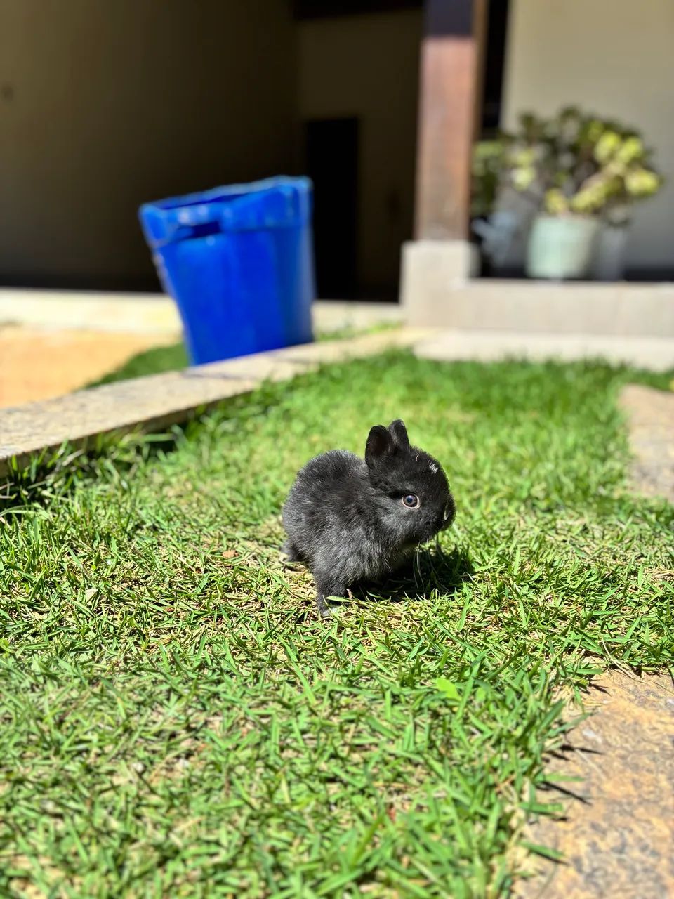 Mini coelho netherland dwarf  - Foto 5