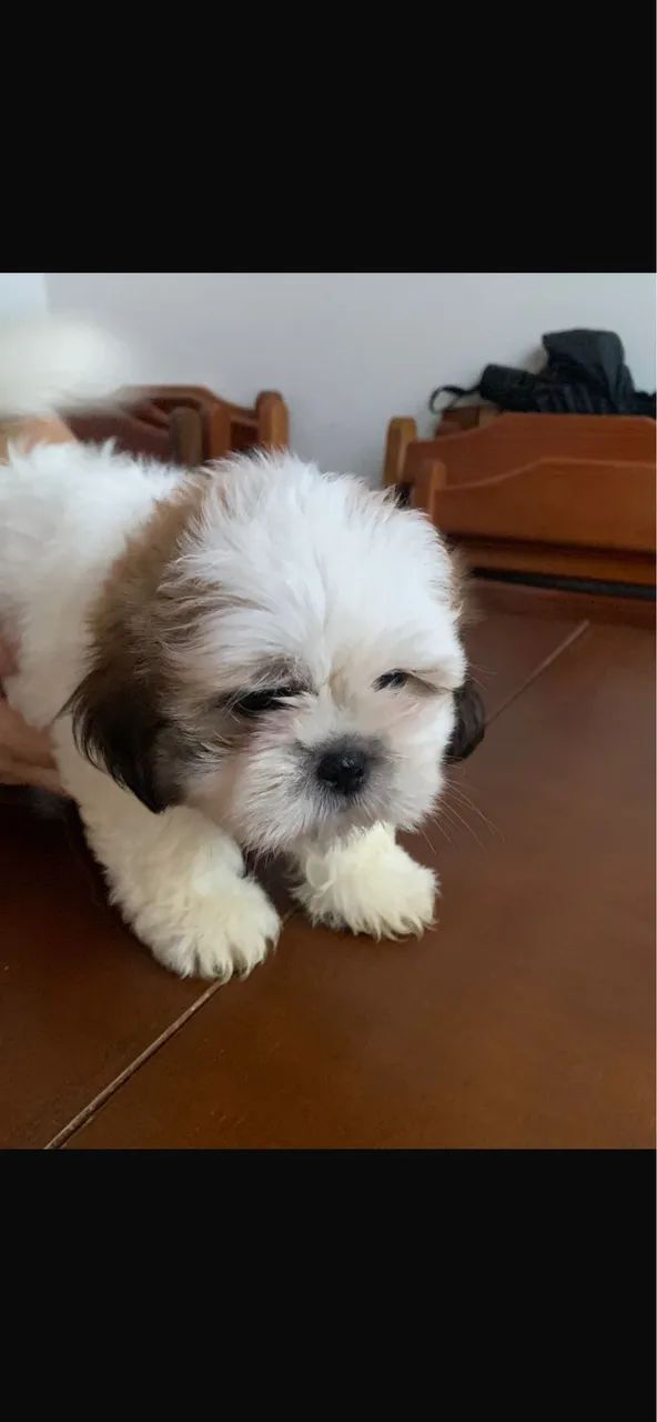 Shih-tzu particolor com 58 dias 