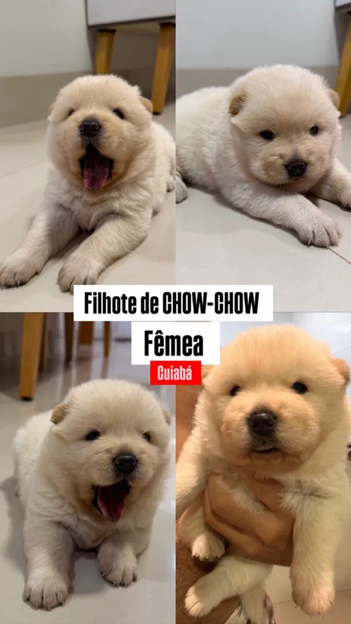 VENDE-SE CHOW-CHOW BRANCO - Foto 2