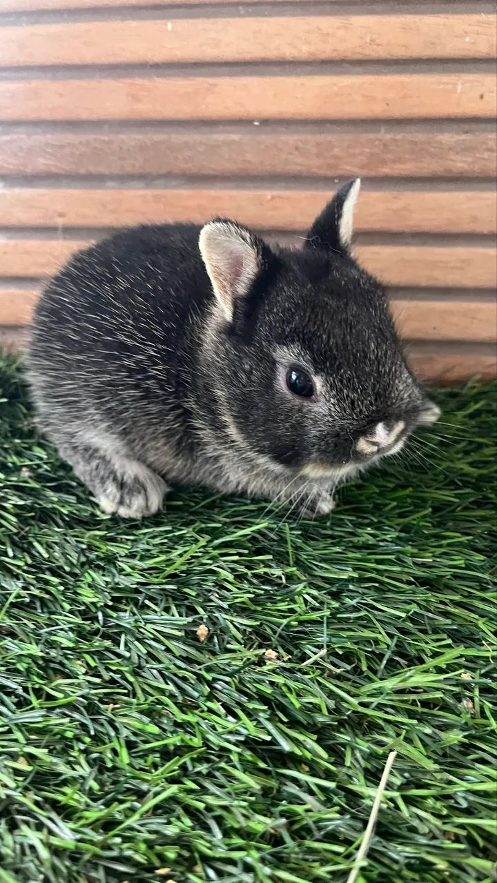 Mini coelho