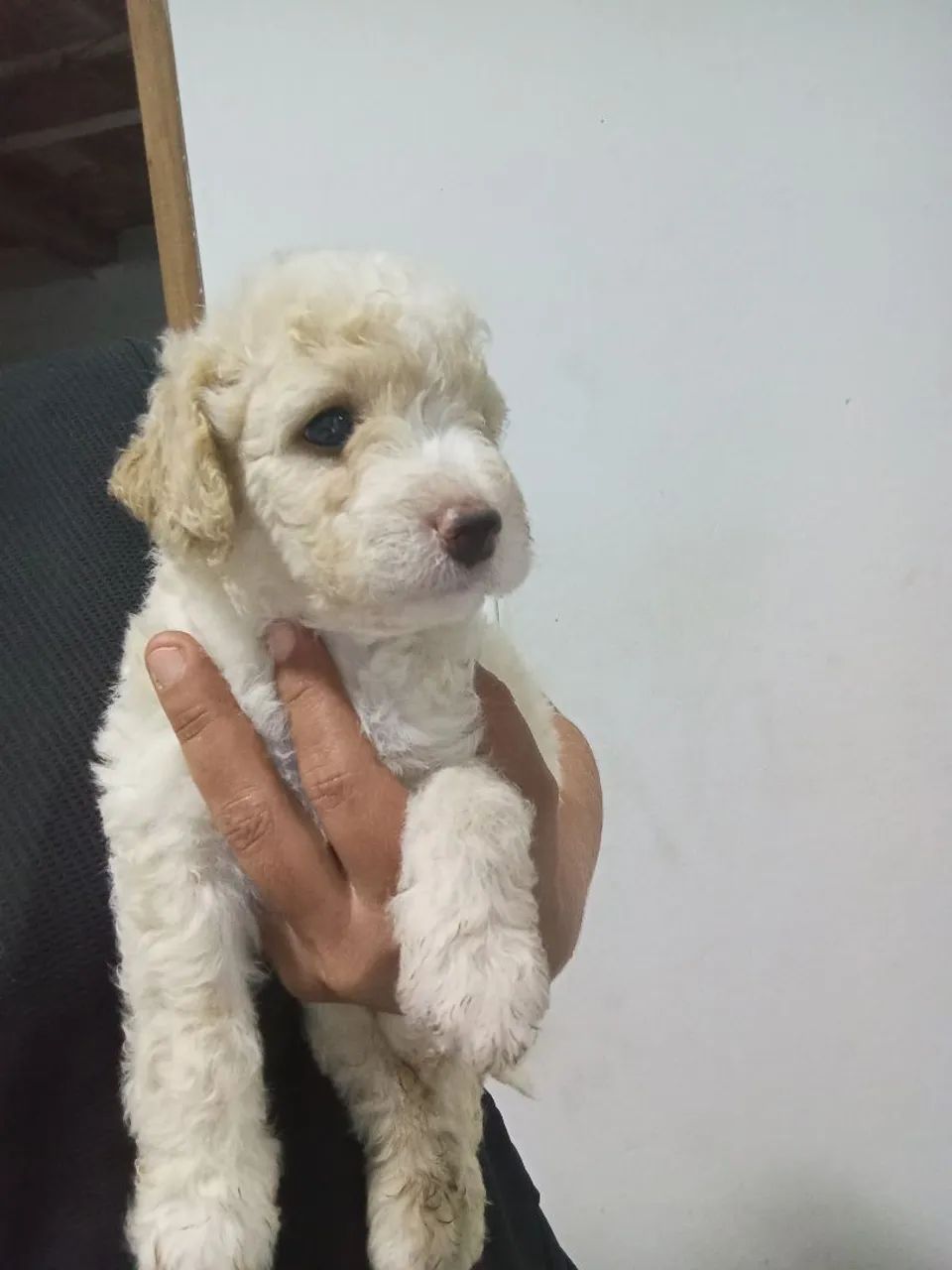Vendo cachorro poodle número dois - Foto 3