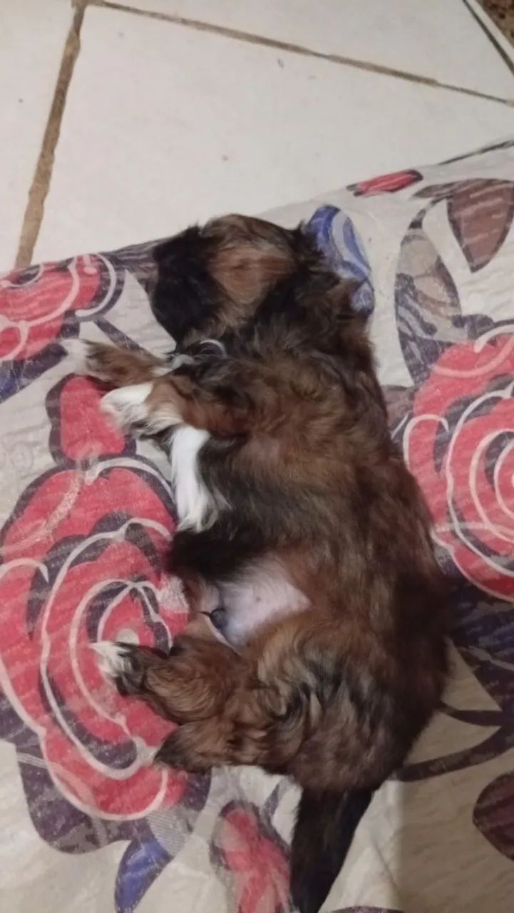 Cachorro - Foto 2