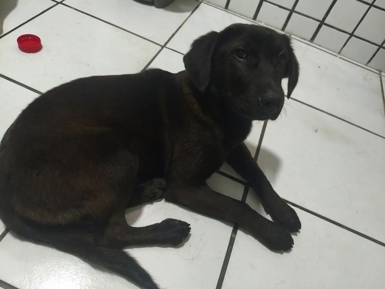 Cachorrinha Cacau - Foto 2
