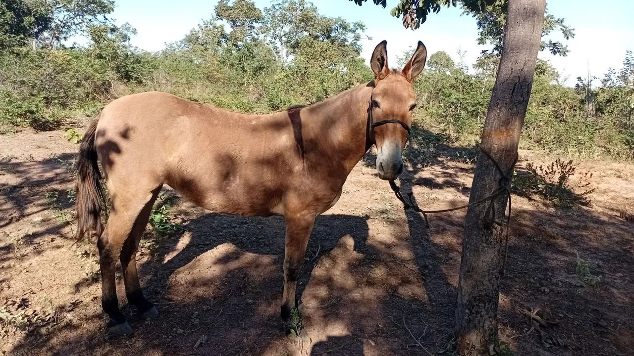 Egua e mula  - Foto 4