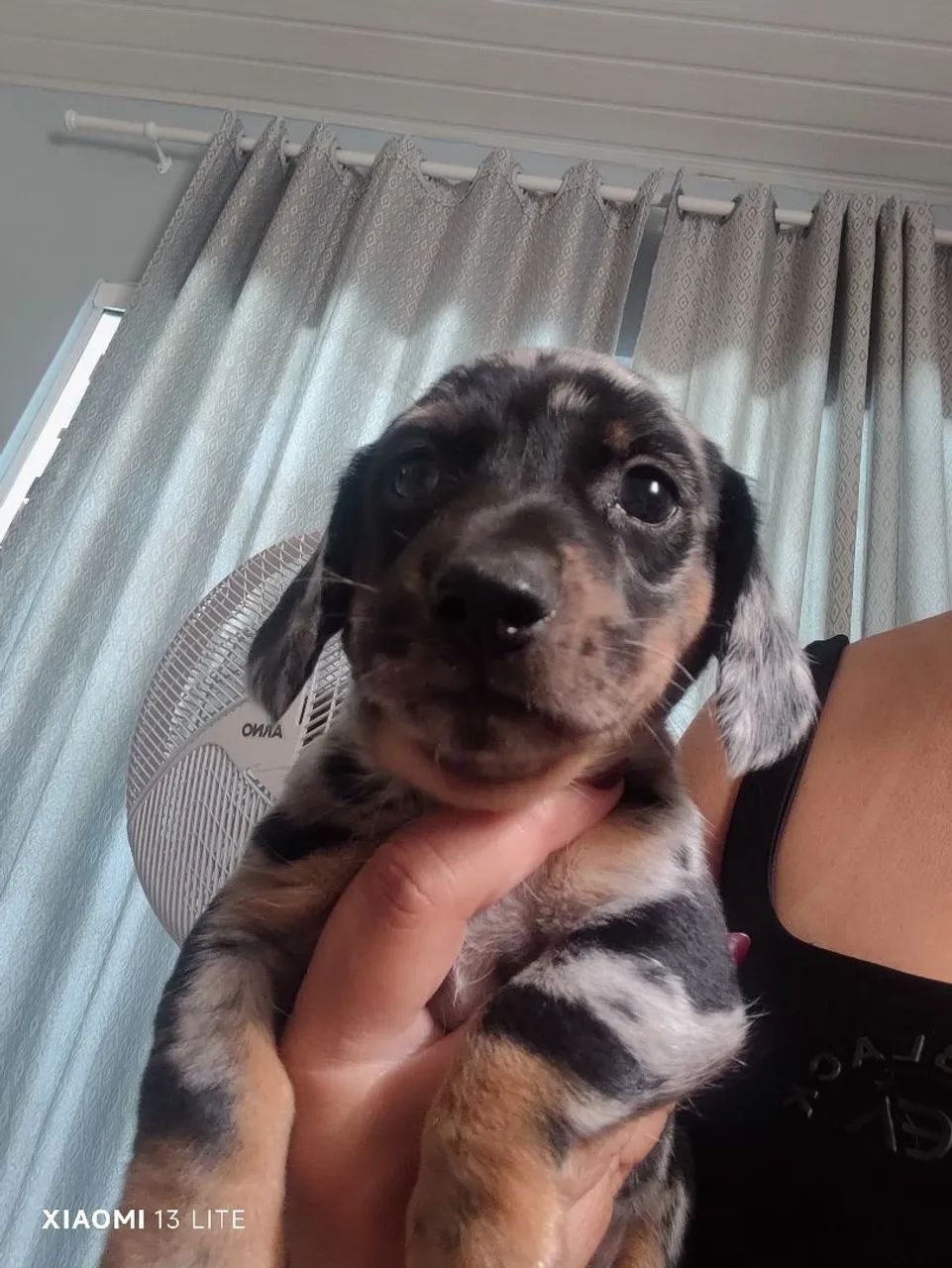Dachshund (salsicha) - Foto 2