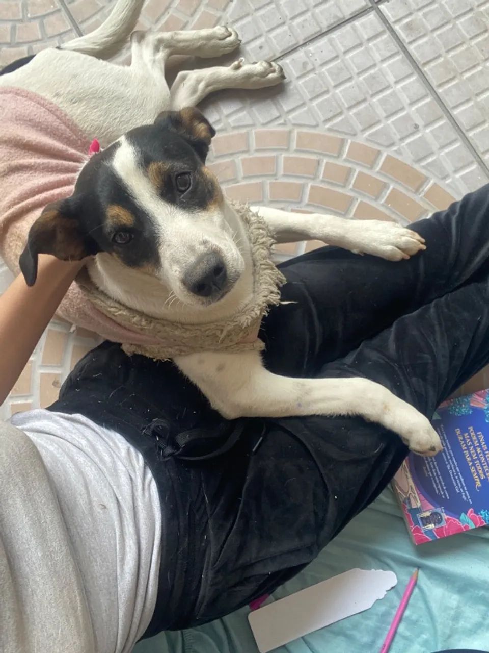 Adoção responsável de cachorro  - Foto 5