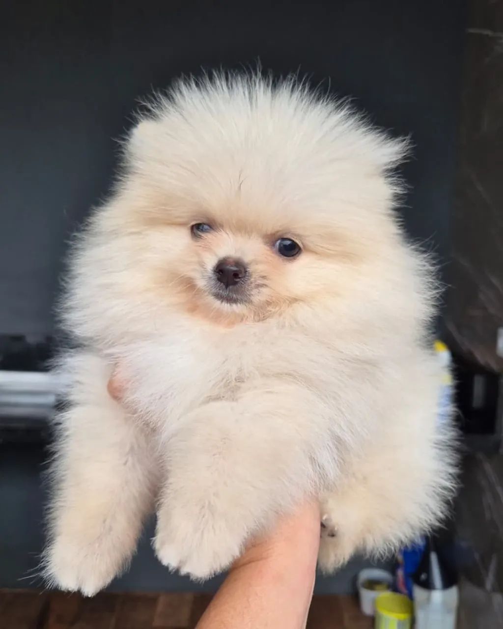 Spitz Anão Macho