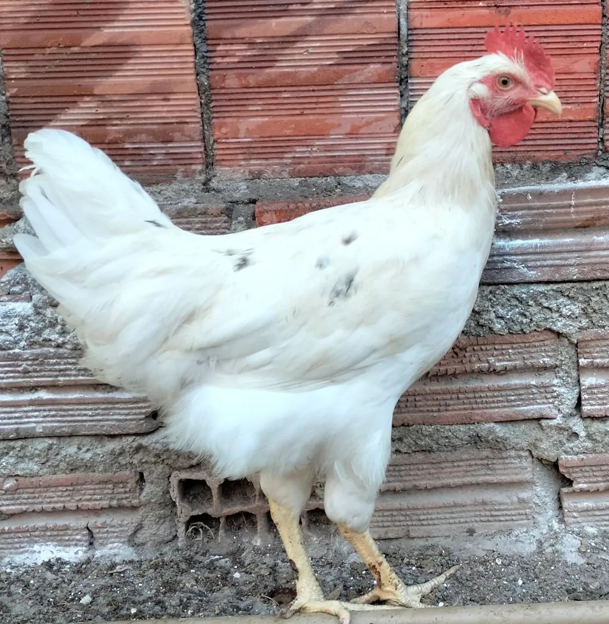 Frango - Foto 2