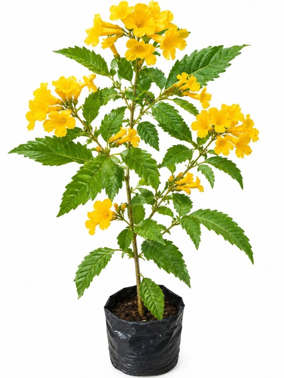 MUDA DE IPÊ DE JARDIM