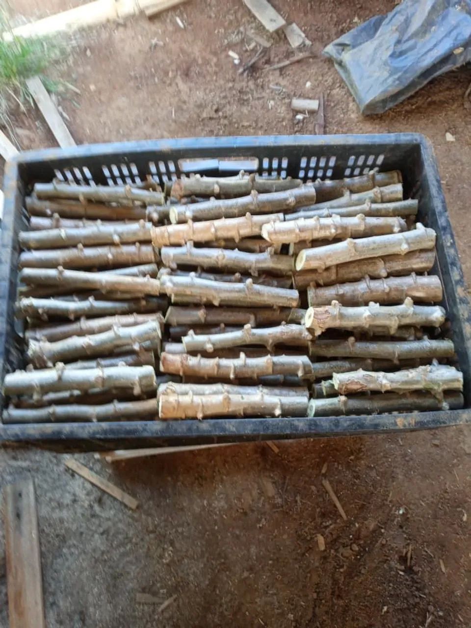MANIVA DE MANDIOCA - Foto 2