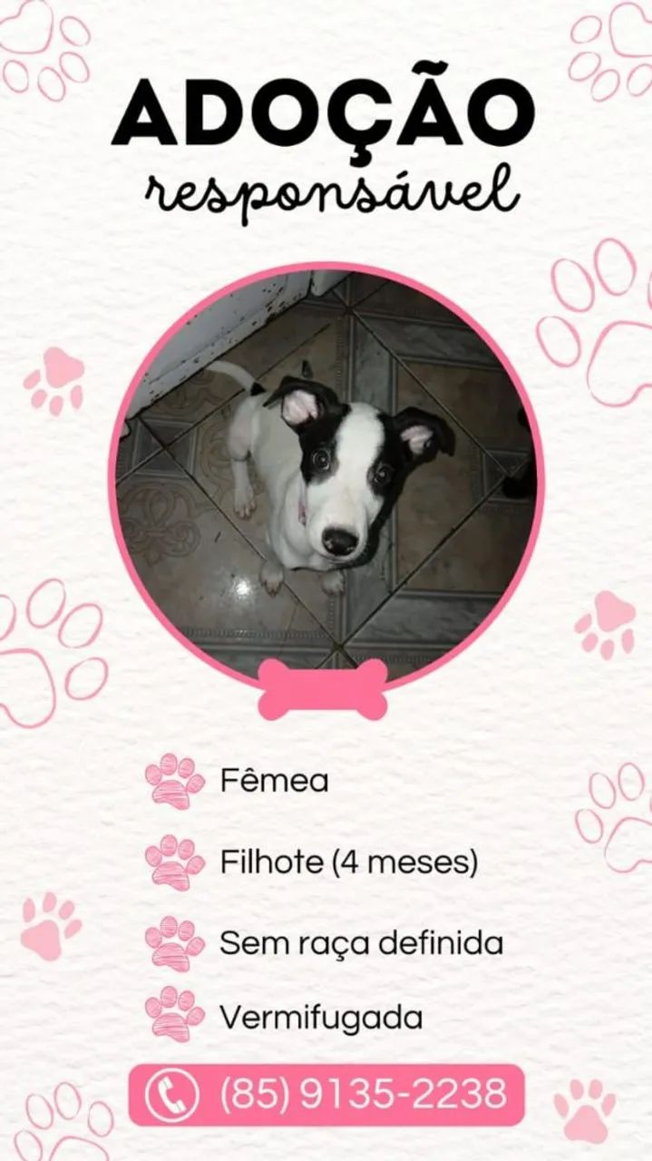 CACHORRA PARA DOAÇÃO