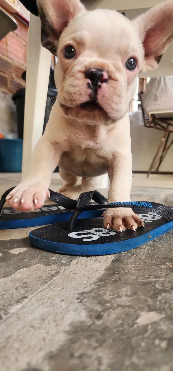 Buldogue francês  - Foto 4