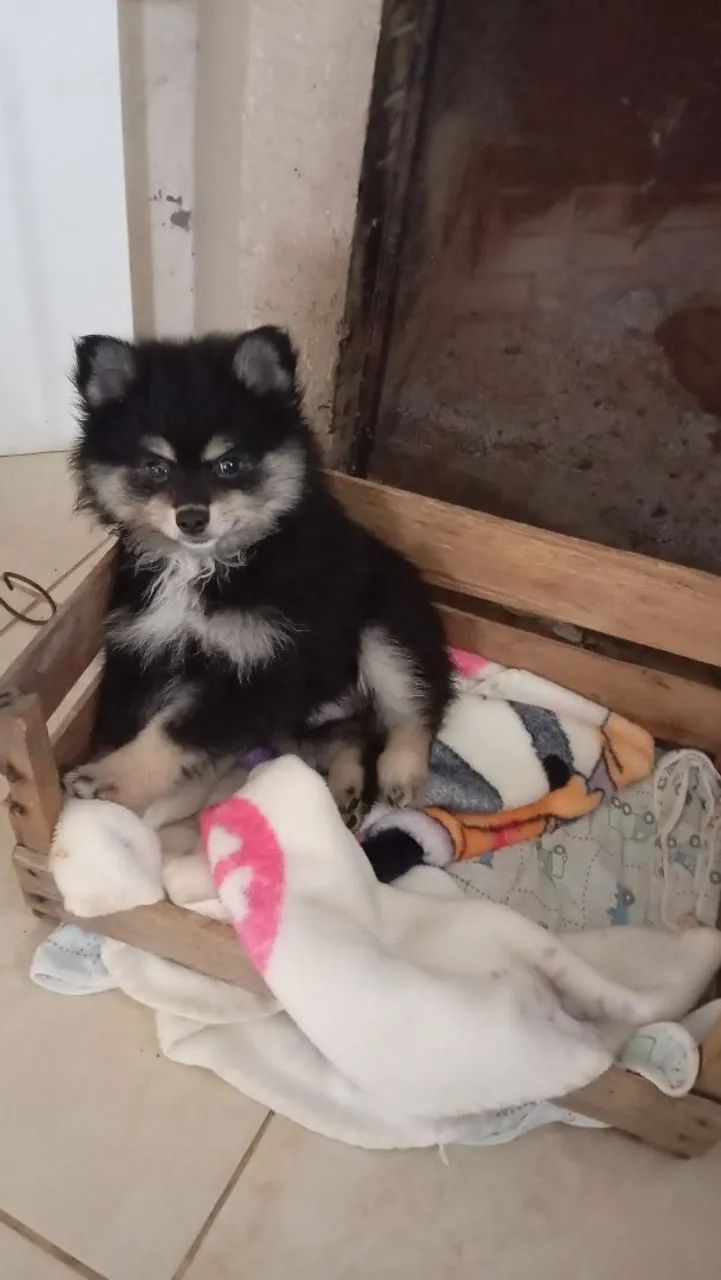 Machinho de Spitz Alemão  - Foto 4