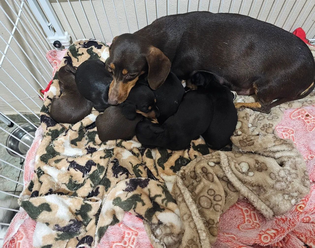 Dachshund  - Foto 5