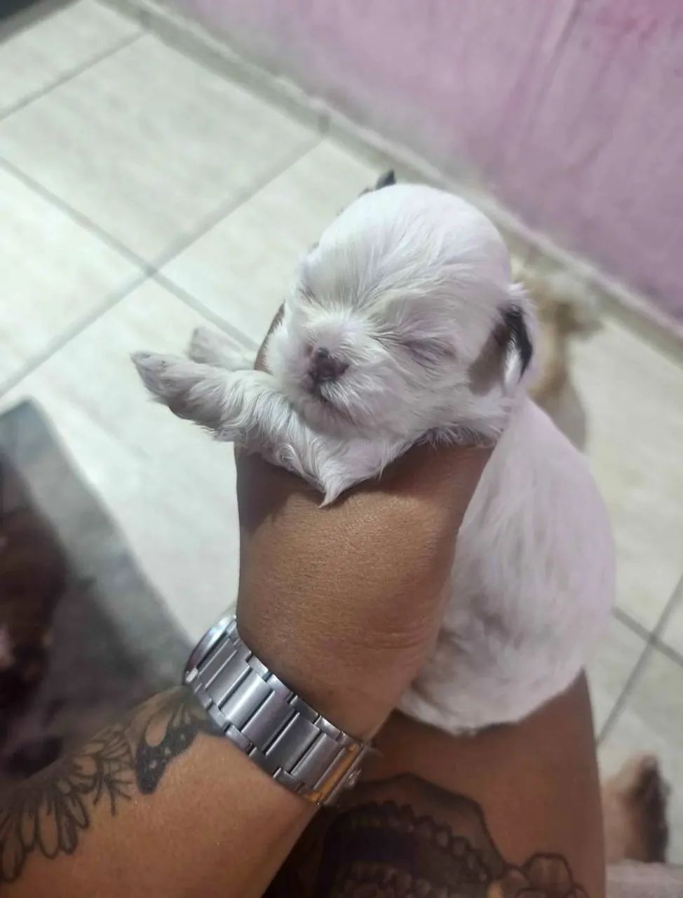 DOAÇÃO  - Foto 4
