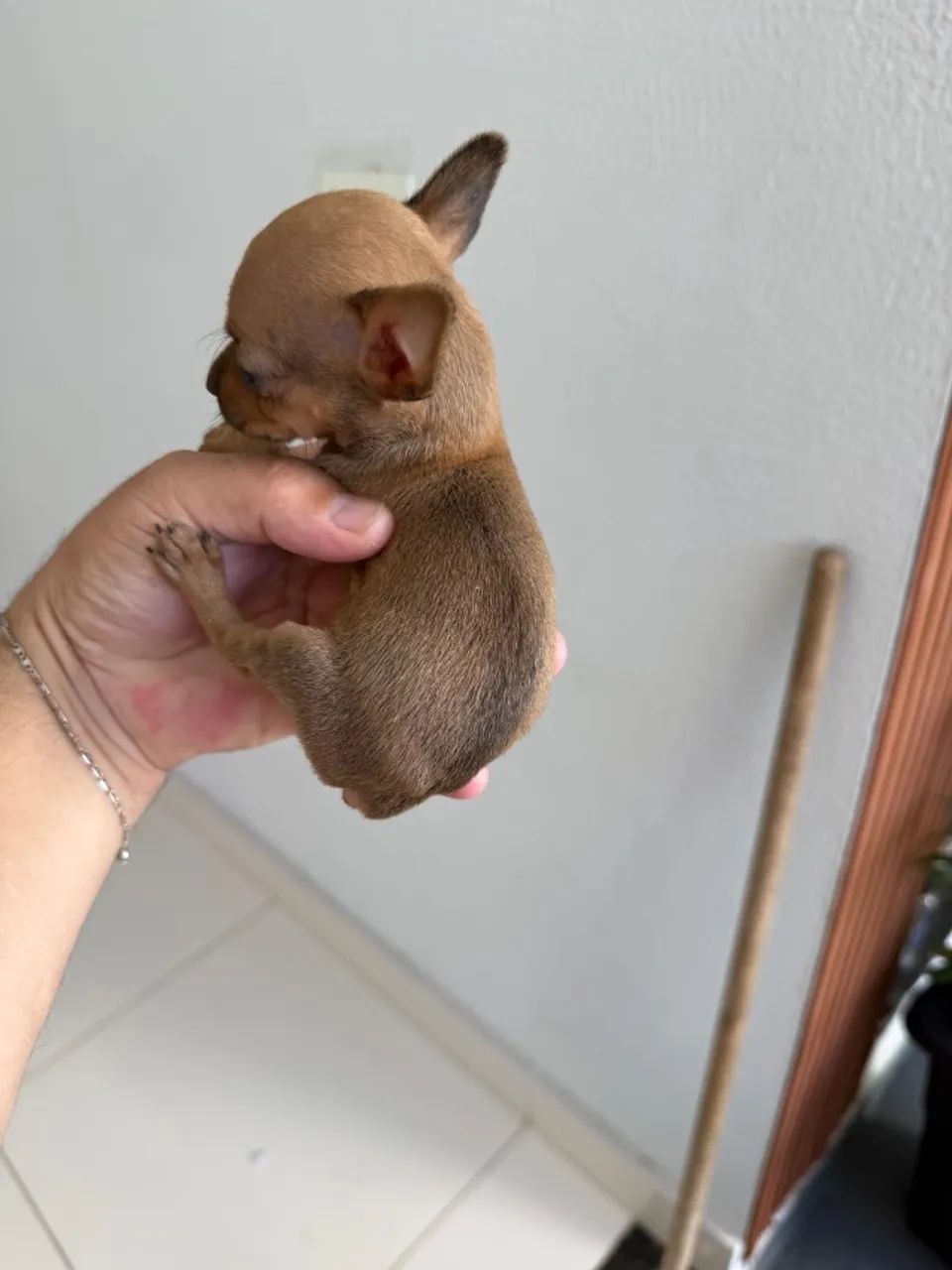 Pinscher fêmea zero  - Foto 4