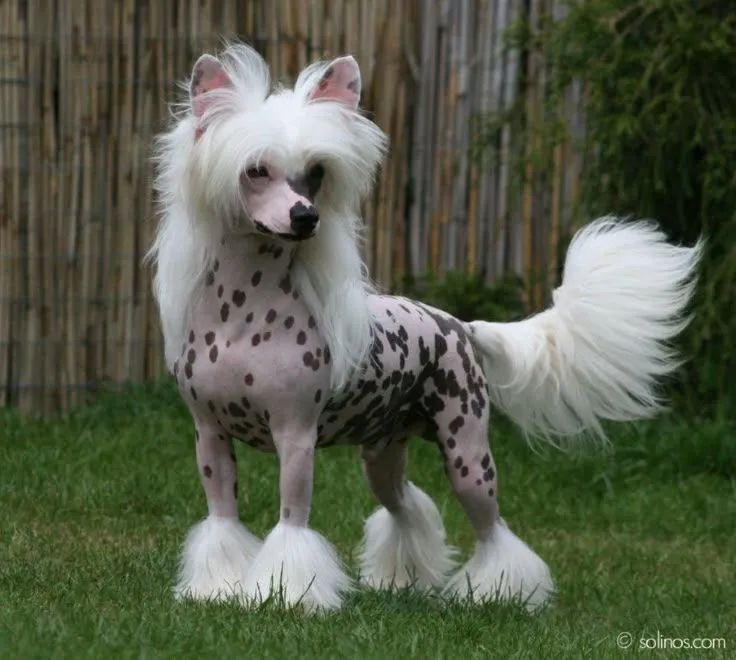 Cão da Crista chinesa 