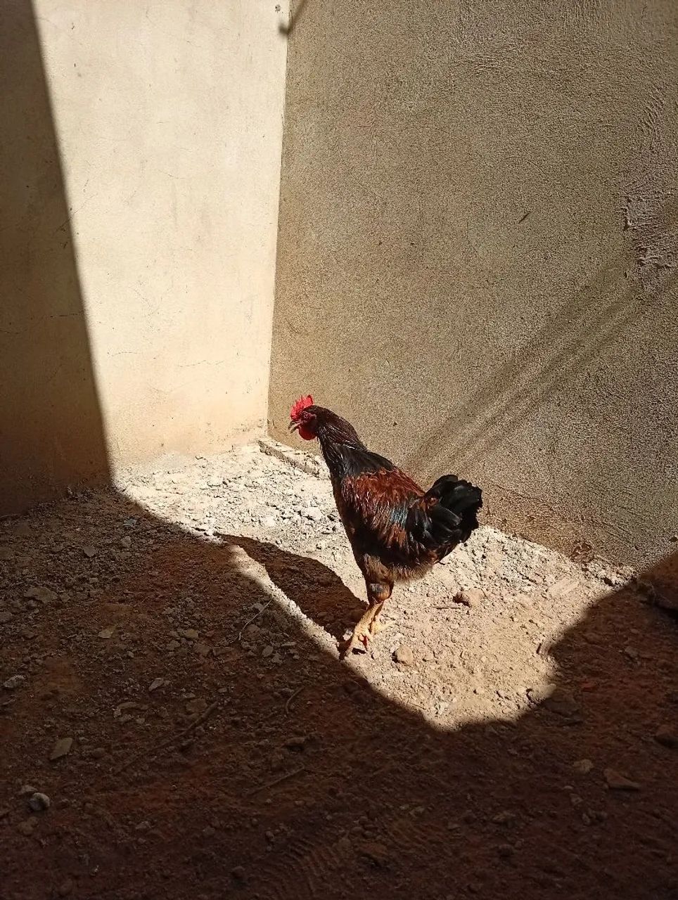 Bicho - Foto 2