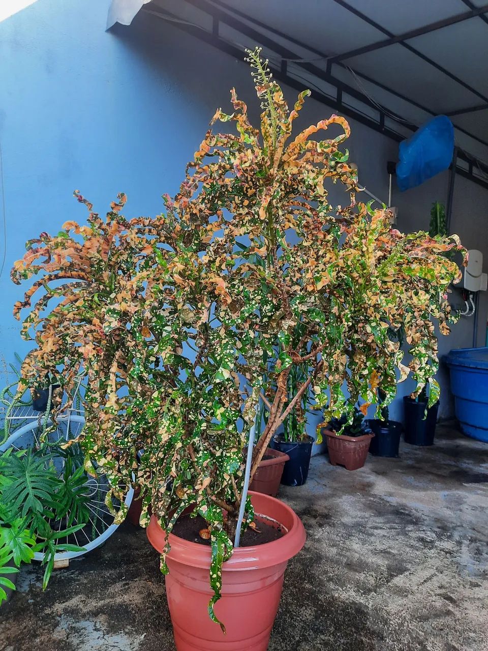 Lindas plantas  variadas  - Foto 2