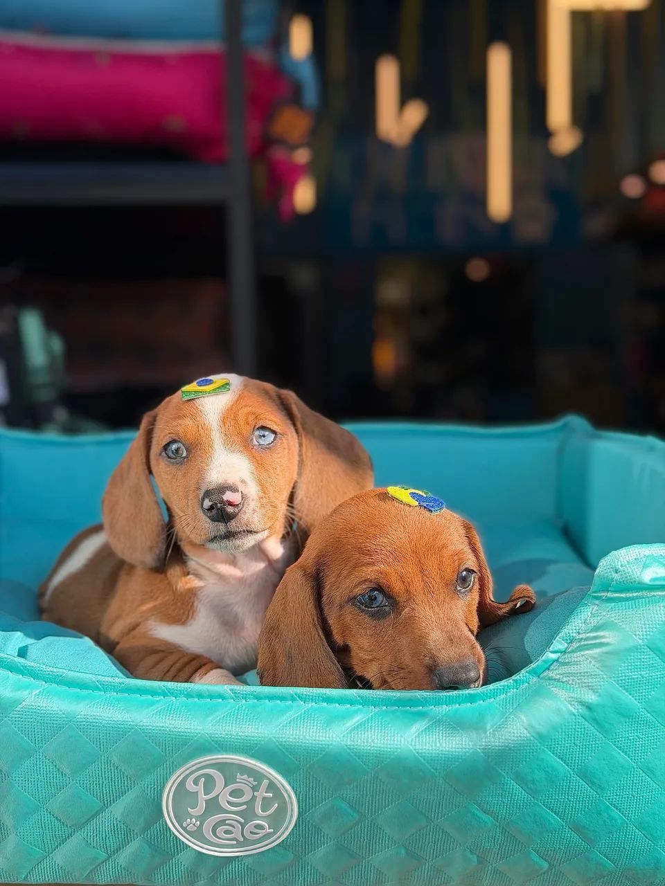 Dachshund / salsicha  - Foto 4