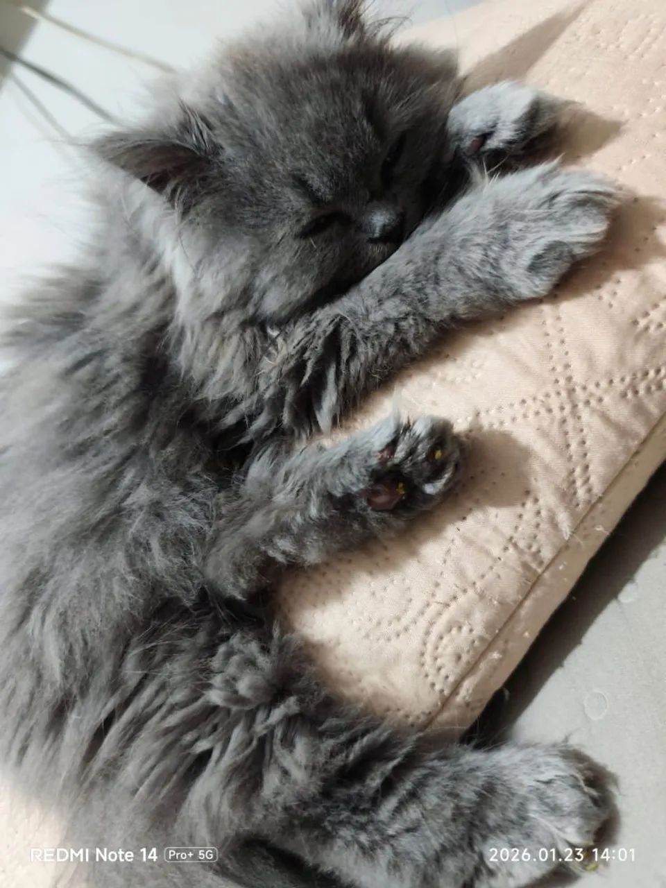 Gato persa MACHO  - Foto 4