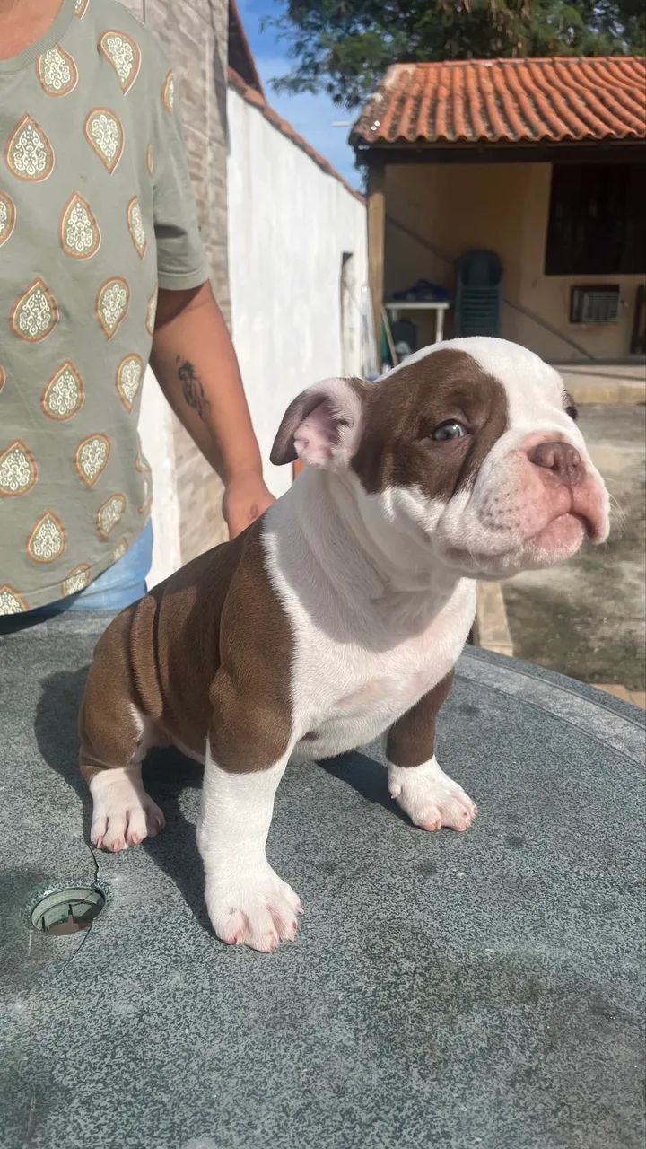 Cachorro de estima ção  - Foto 2