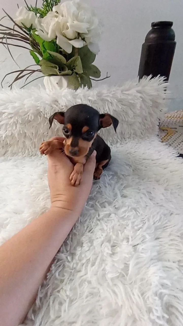 Pinscher zerinho macho - Foto 3