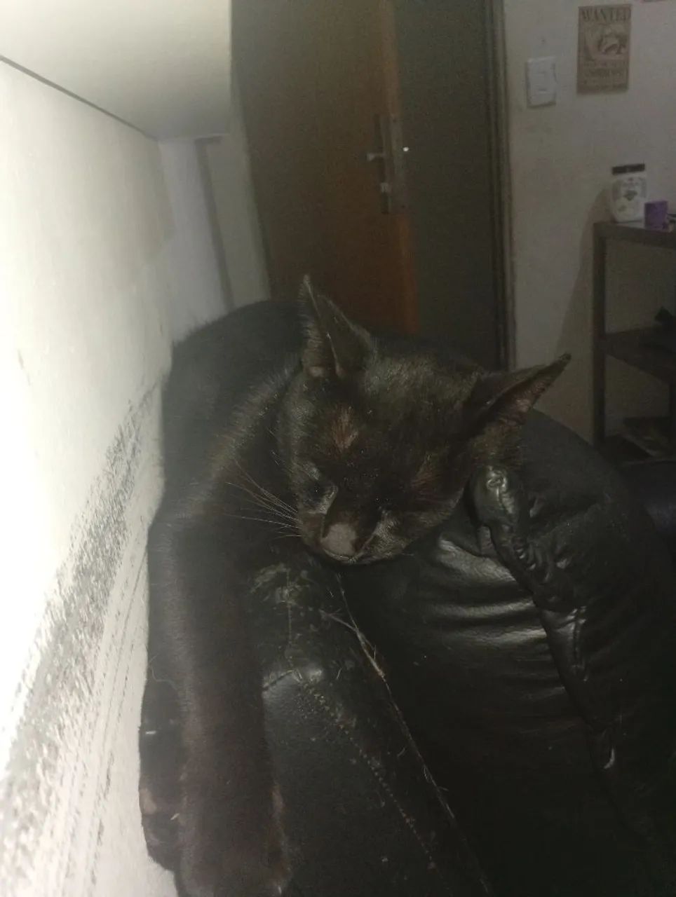 Doação responsável de gatos - Foto 2