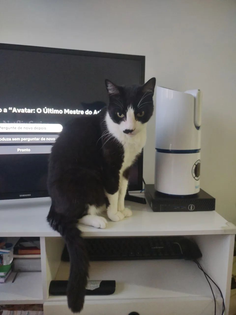 Doação gatinho - Foto 2